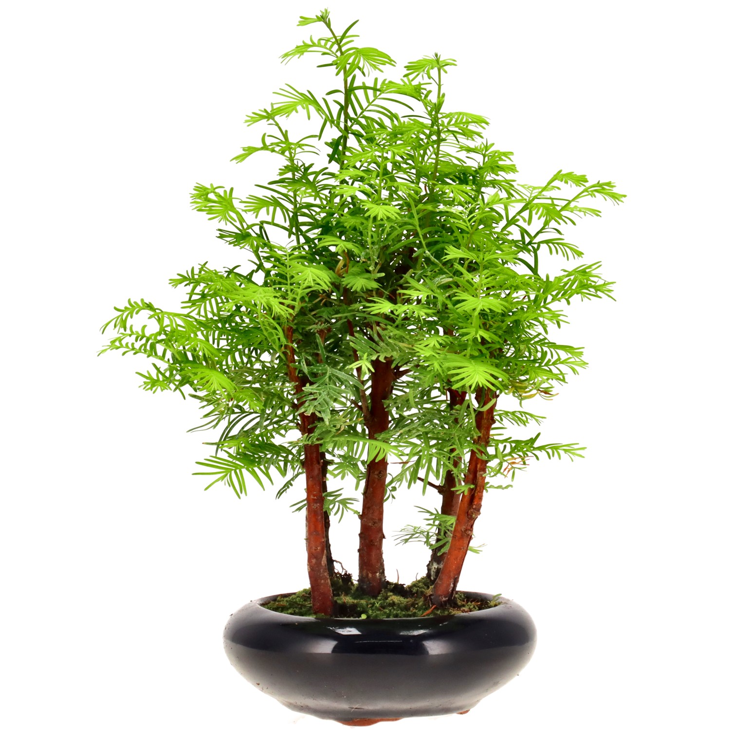 Metasequoia glyptostroboides, ca. 6 anni (26 cm)
