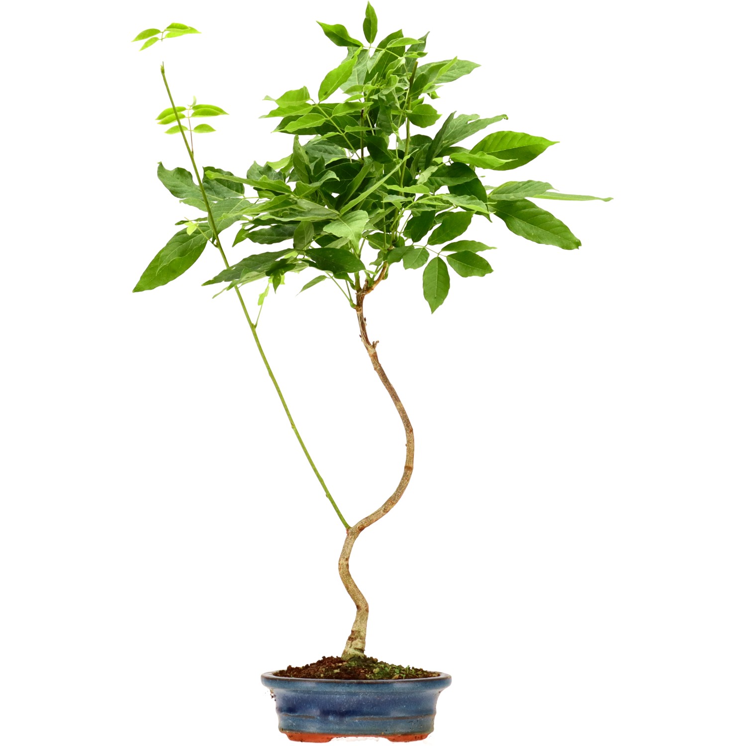 Blauregen, ca. 5 J. (48 cm)