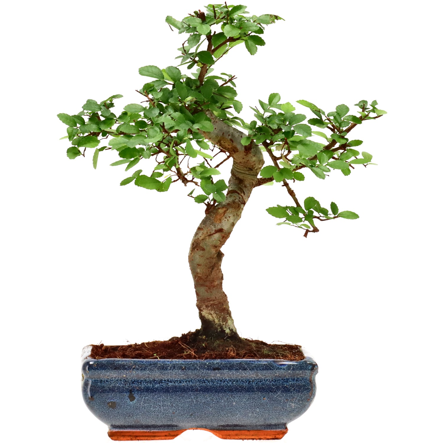 Chinese elm, approx. 9 y. (28 cm)