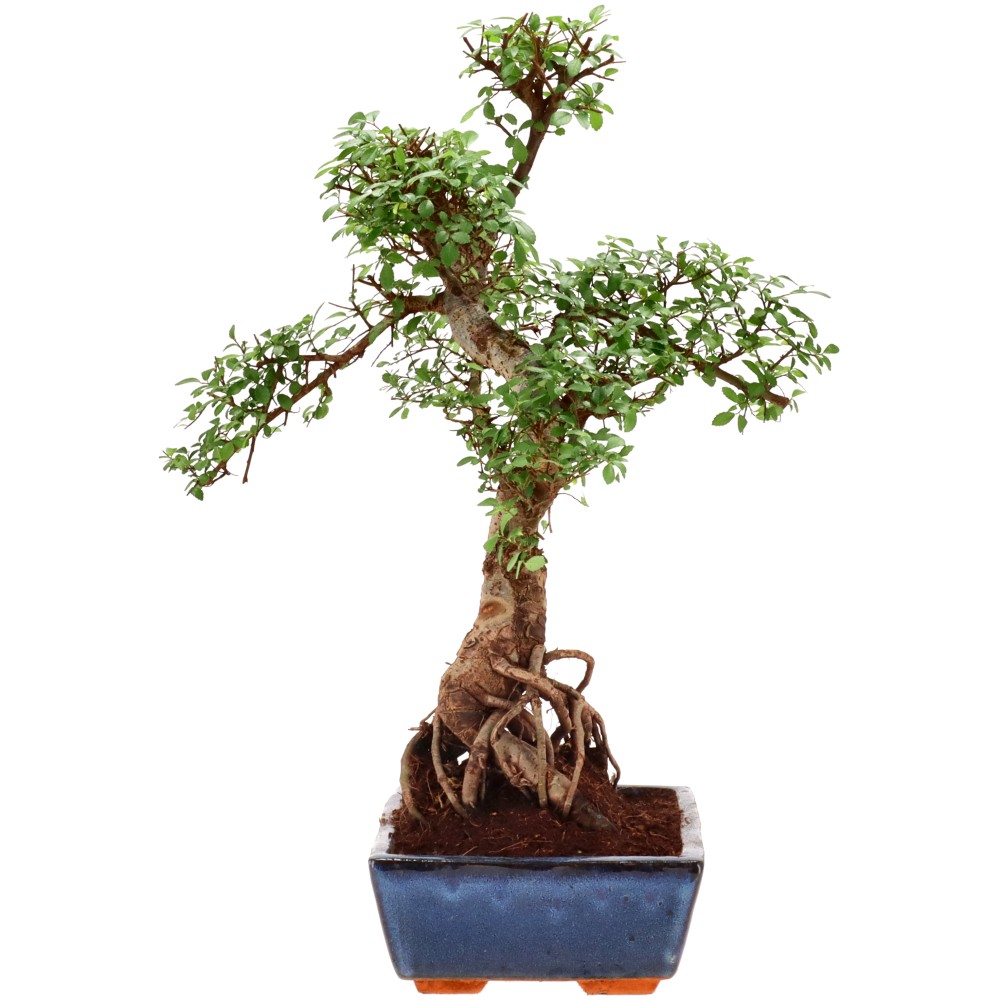 bonsai.fallbackImageTitle