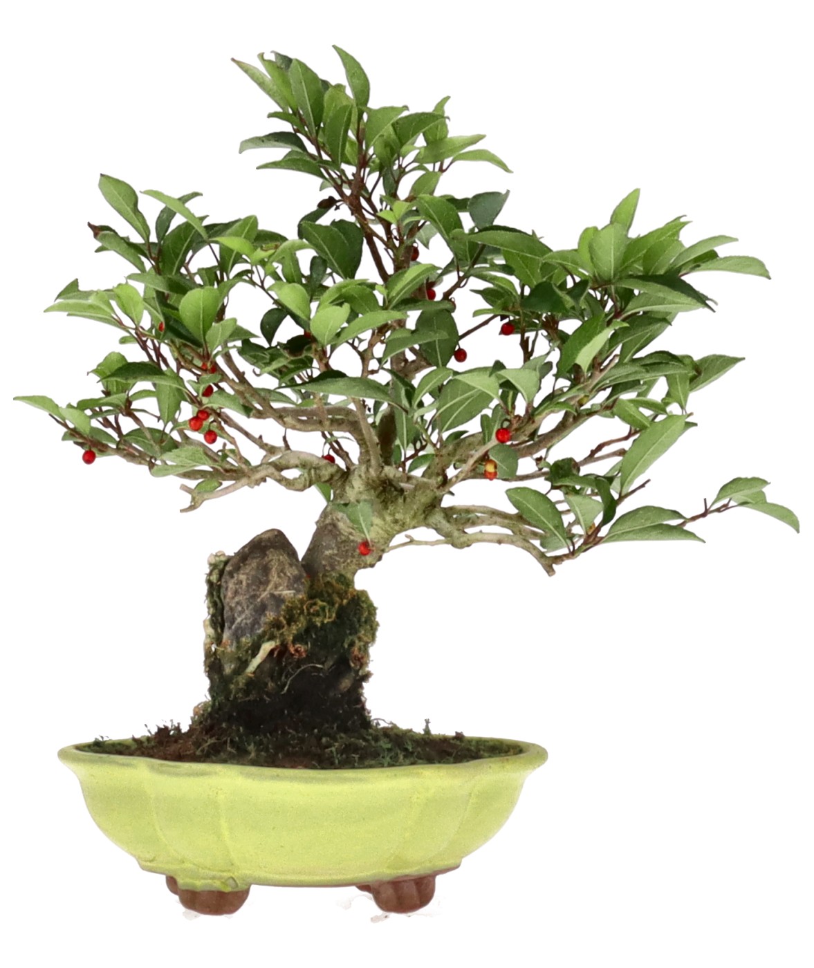 bonsai.fallbackImageTitle bonsai.fallbackImageTitle