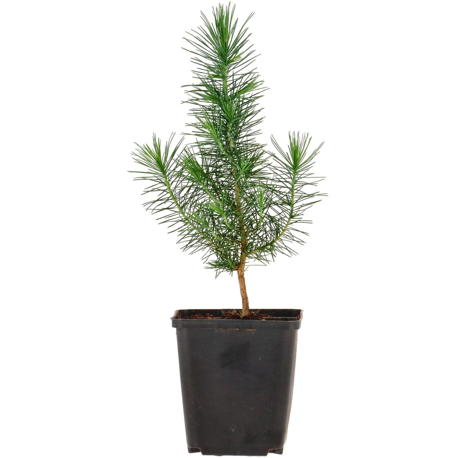 Aleppo-Kiefer, ca. 3 J. (15-30 cm) 