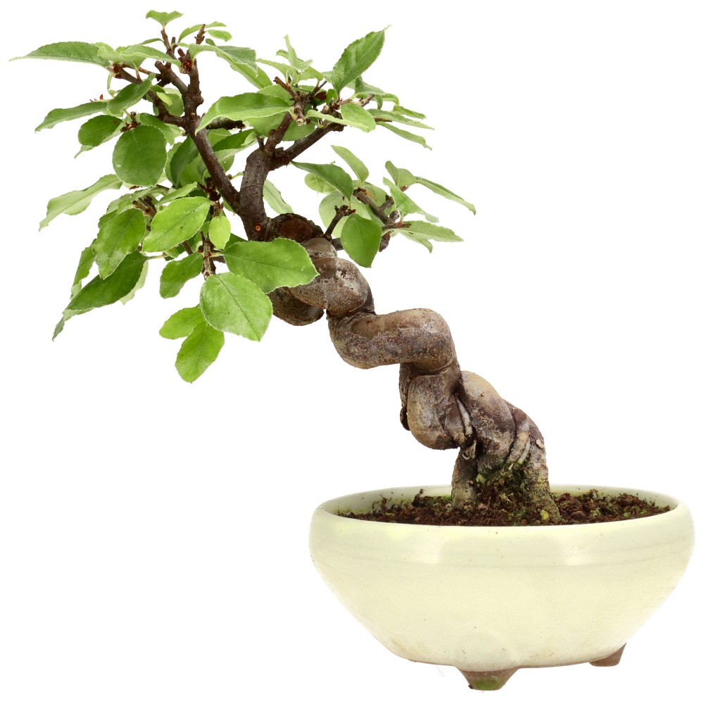 bonsai.fallbackImageTitle