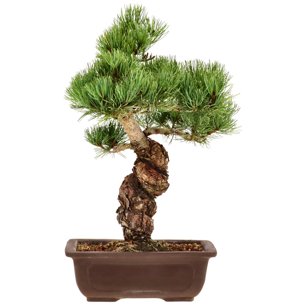 bonsai.fallbackImageTitle bonsai.fallbackImageTitle