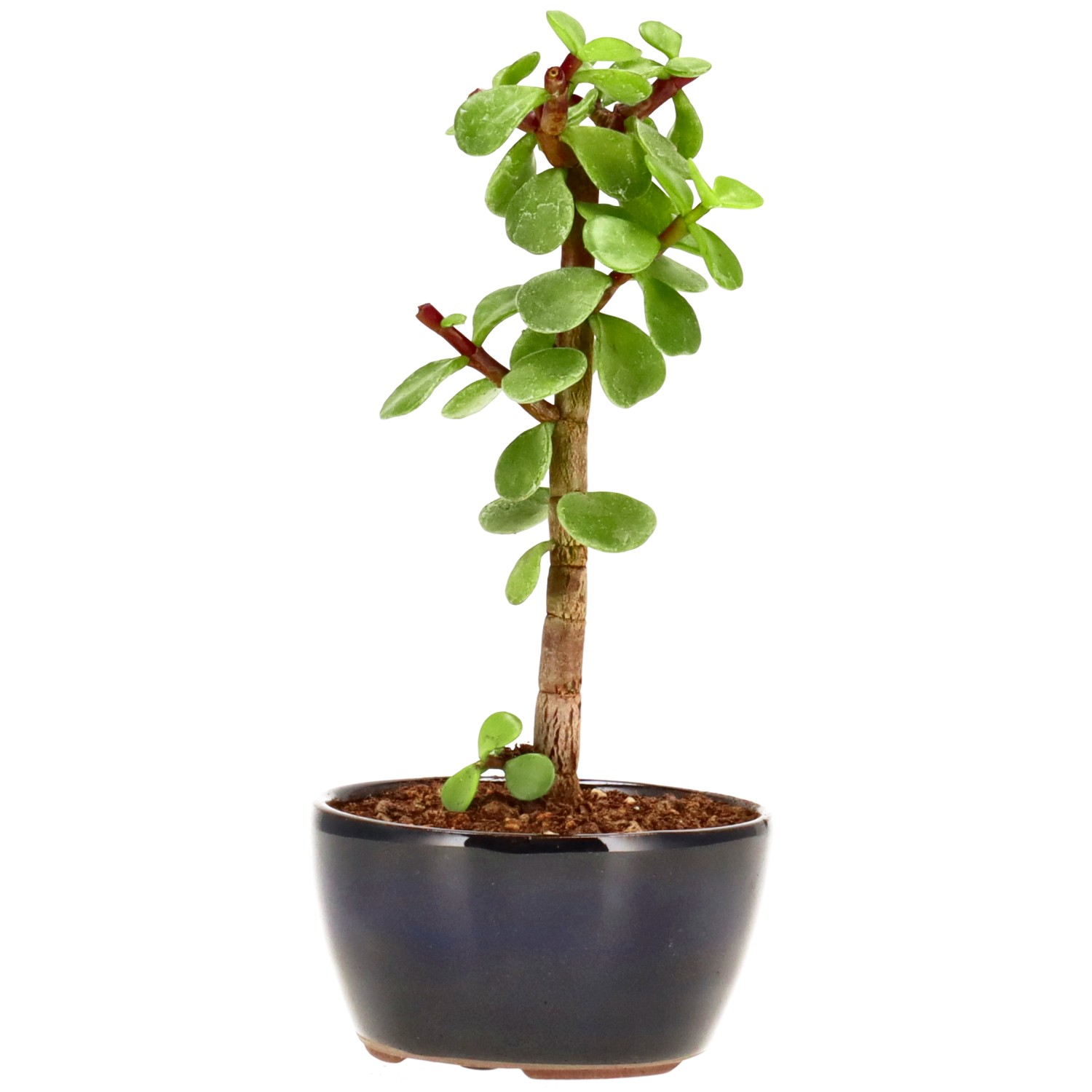 bonsai.fallbackImageTitle bonsai.fallbackImageTitle