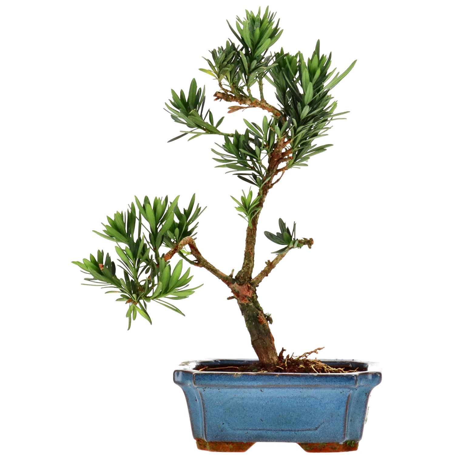 Chin. Steineibe, ca. 7 J. (26 cm)