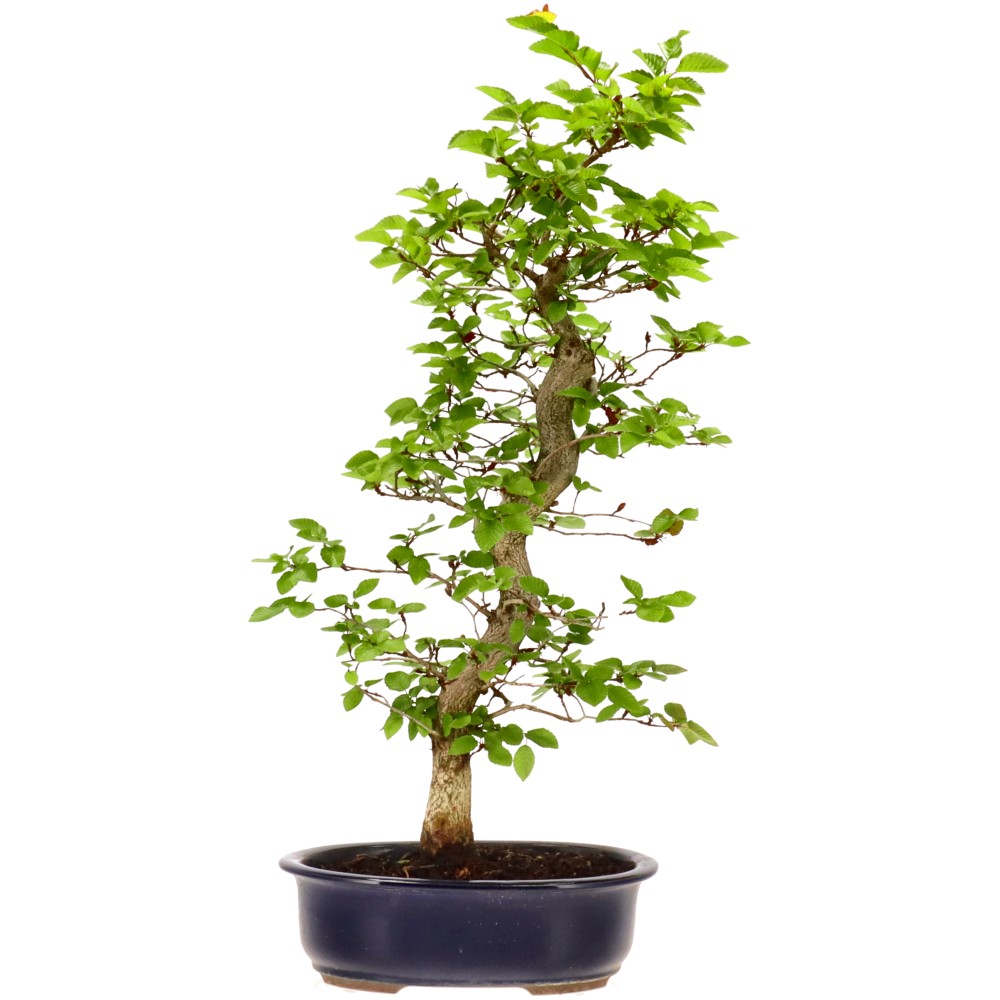 bonsai.fallbackImageTitle