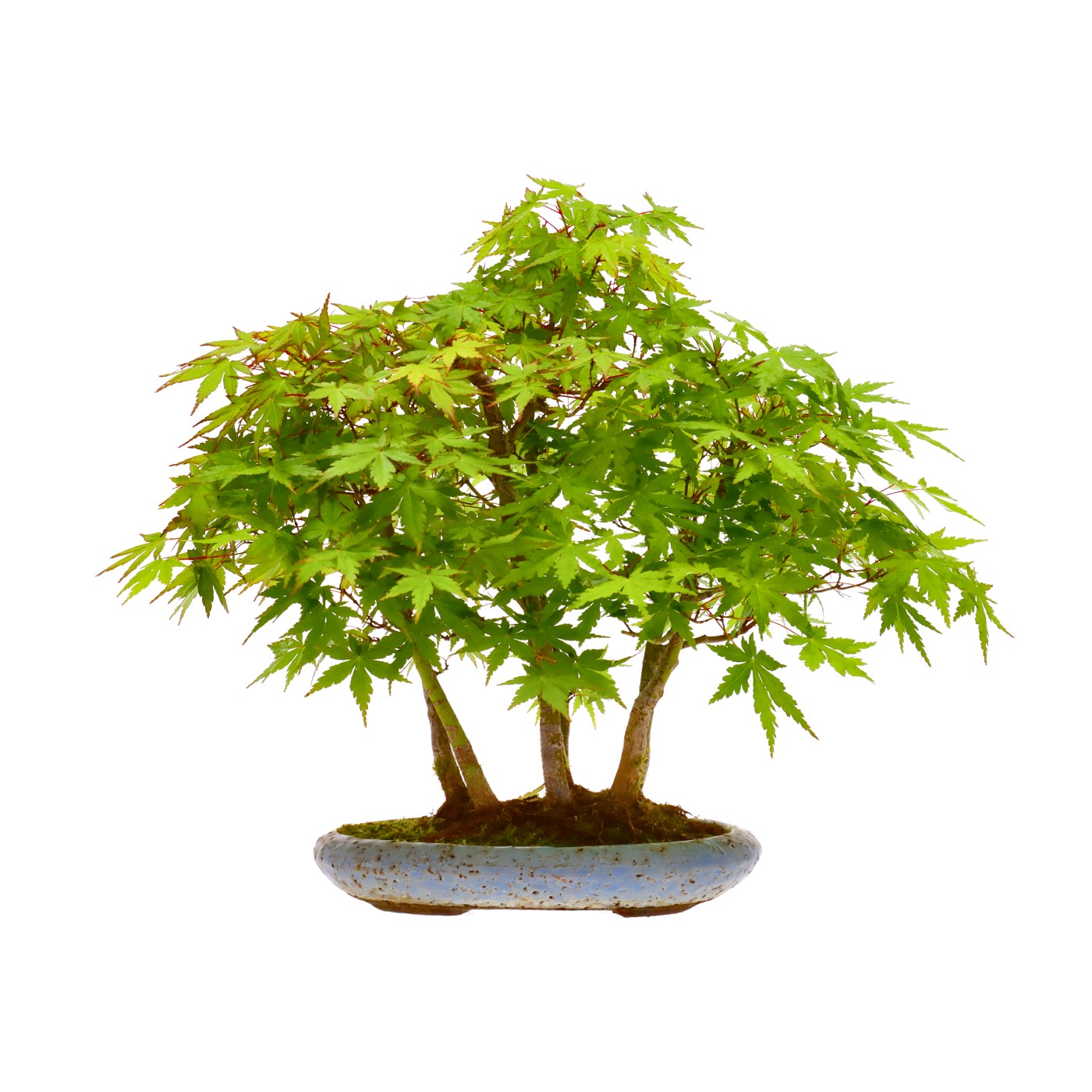 Bergfächerahorn (Yamamomiji), ca. 16 Jahre (35 cm) Bergfächerahorn (Yamamomiji), ca. 16 Jahre (35 cm)