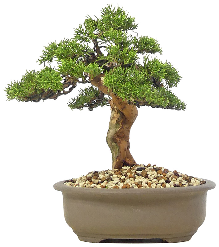 bonsai.fallbackImageTitle bonsai.fallbackImageTitle