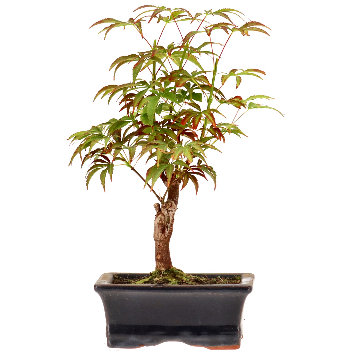 Jap. Maple (Deshojo), approx. 7 y. (23 cm)