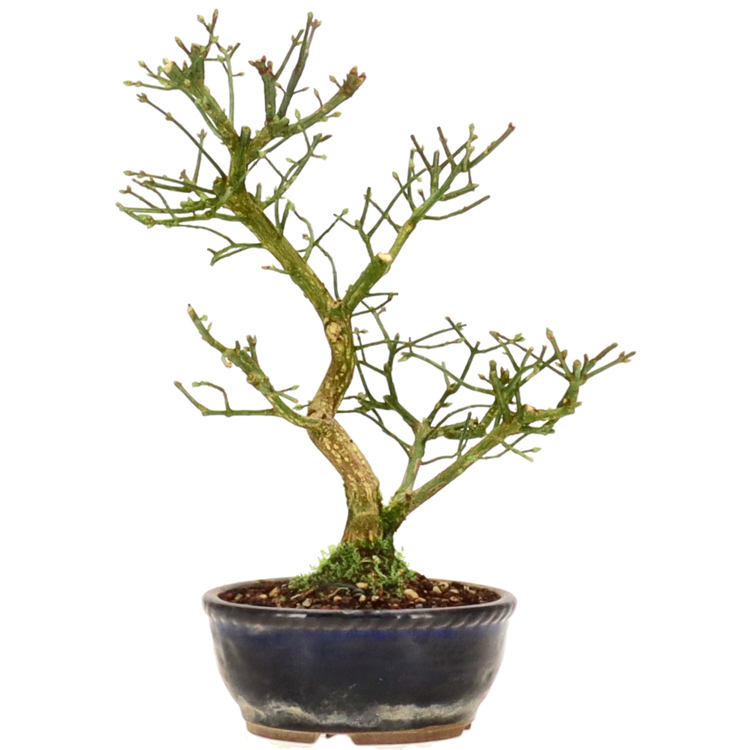 Euonymus europaeus, ca. 9 anni (23 cm)