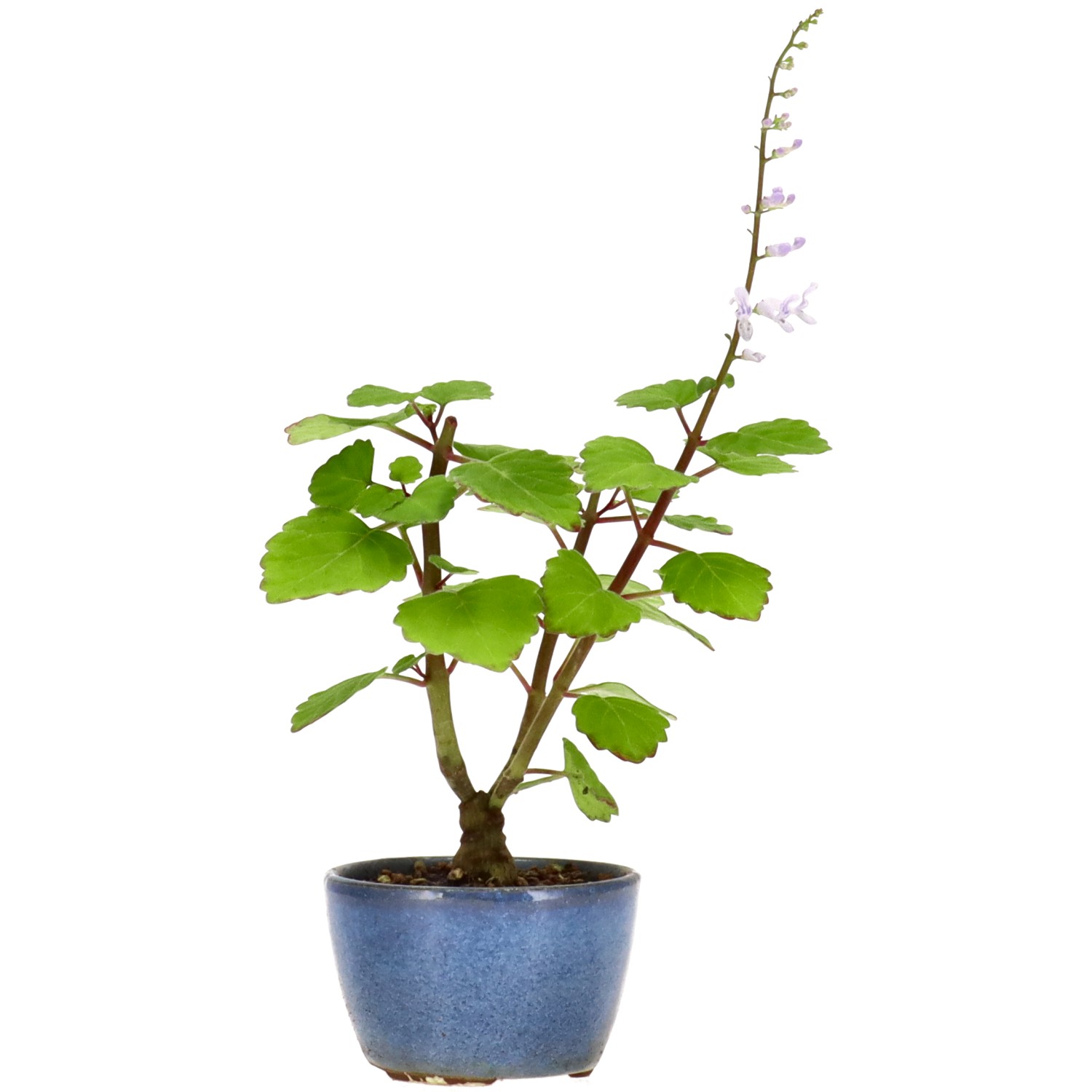 Plectranthus, aprox. 1 años (14 cm)