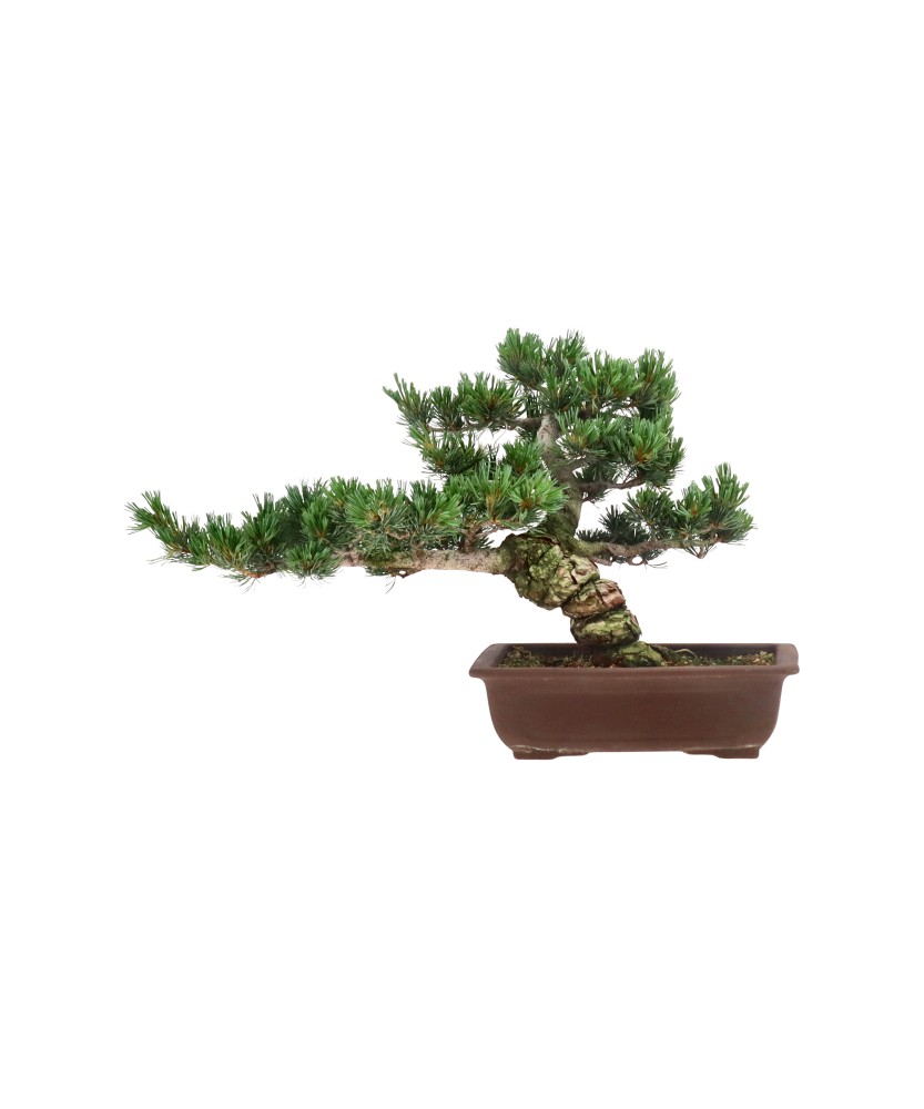 bonsai.fallbackImageTitle bonsai.fallbackImageTitle