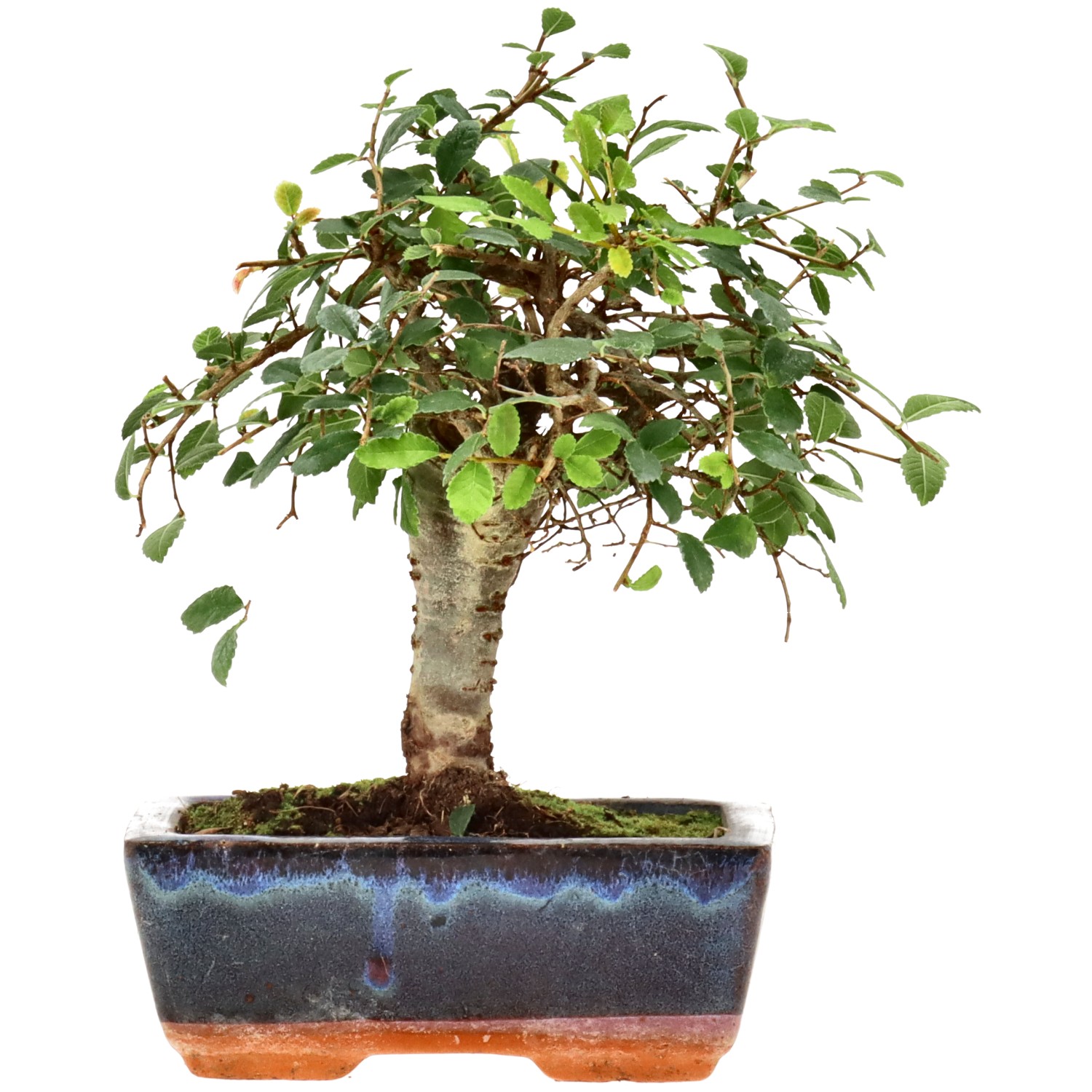 Orme de Chine, env. 7 ans (19 cm)