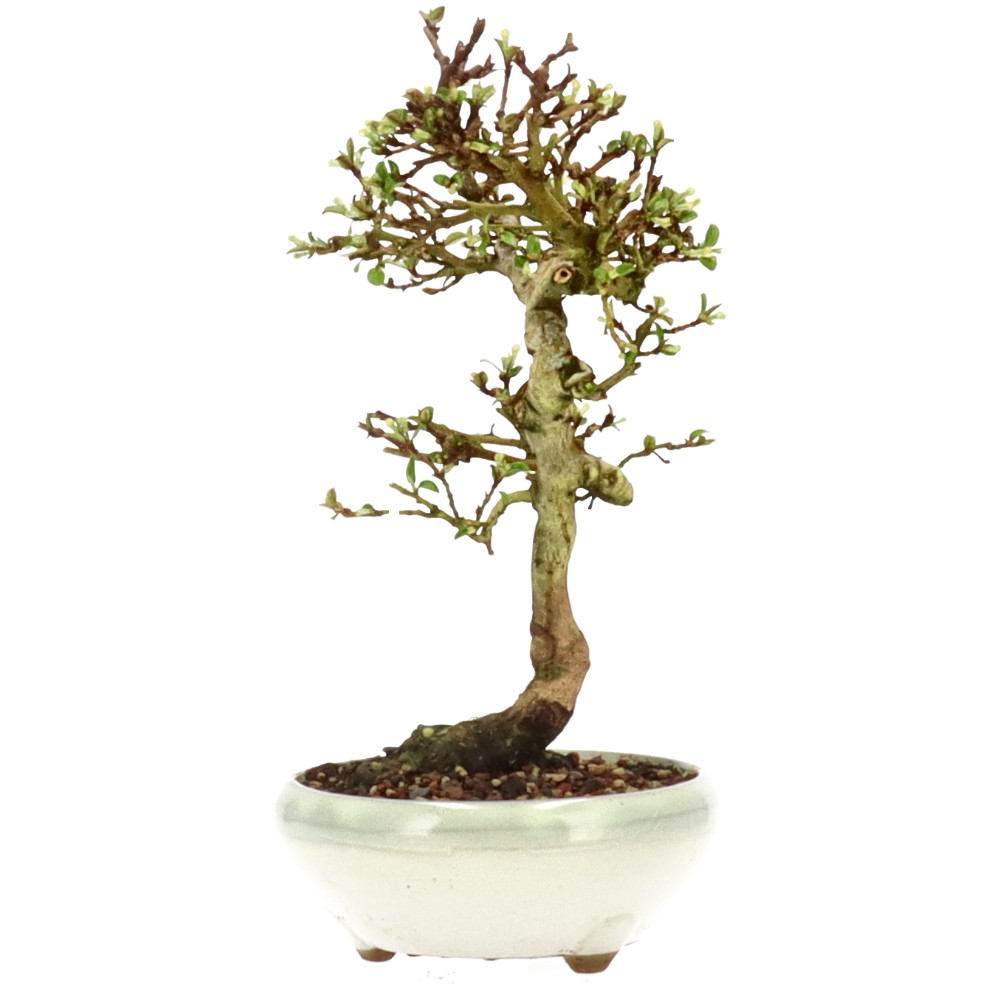 bonsai.fallbackImageTitle bonsai.fallbackImageTitle