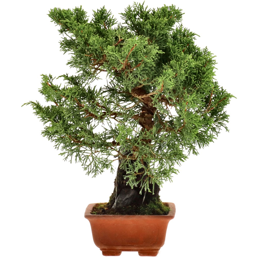 bonsai.fallbackImageTitle