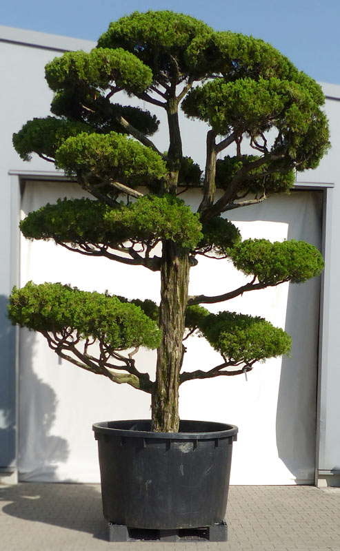 Breite: ca. 290 cm

Herkunft: Japan