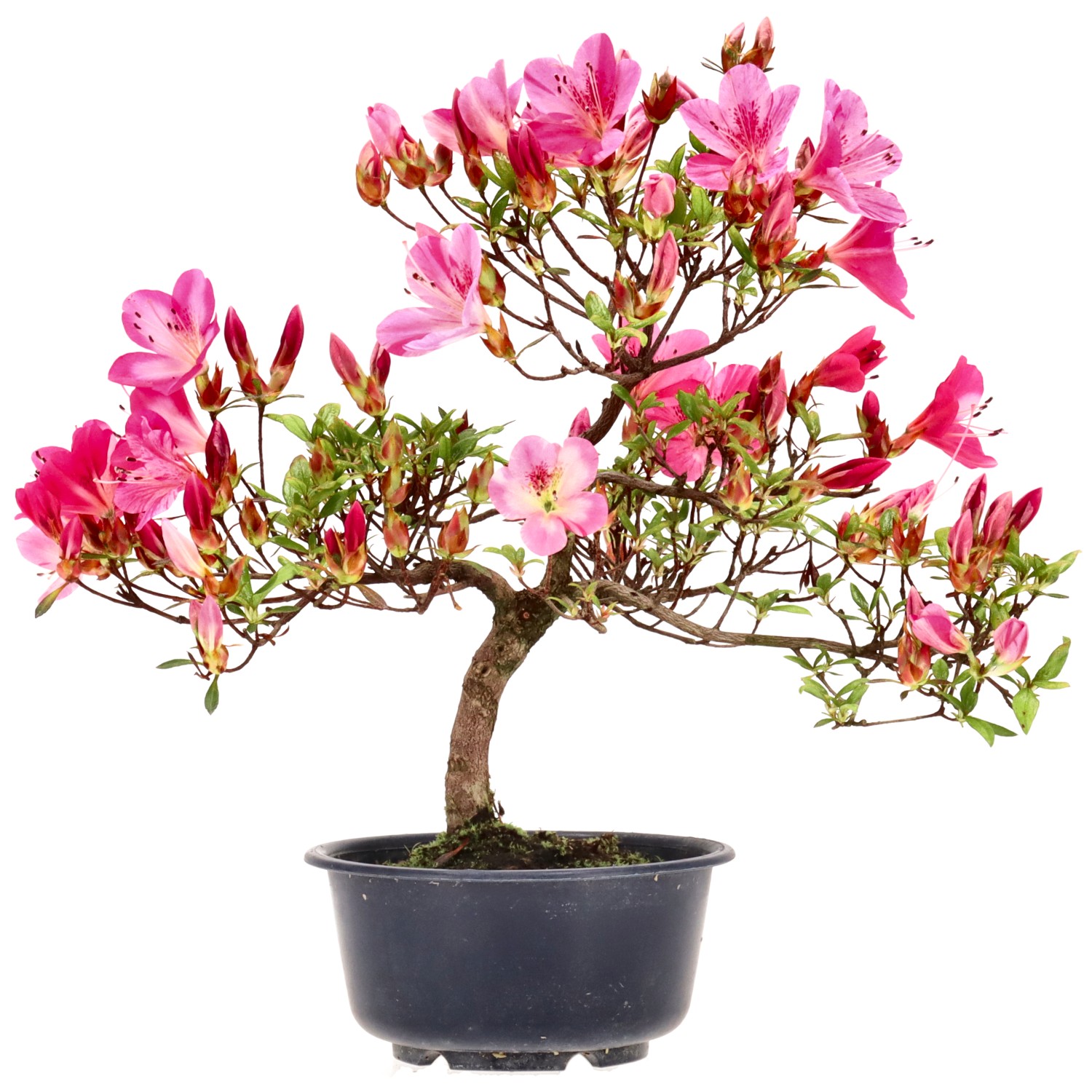 Azalée japonaise, env. 8 ans (28 cm)