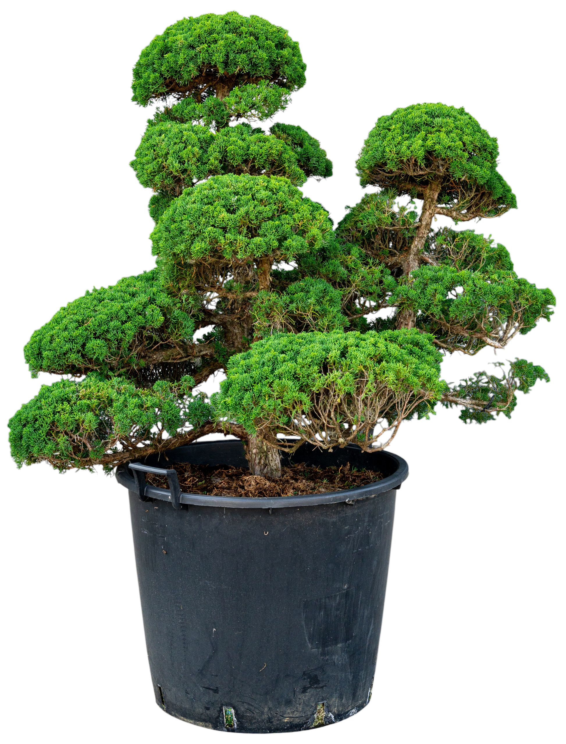 Bonsaï de jardin - Genévrier de Chine, env. 40 ans (110 cm)