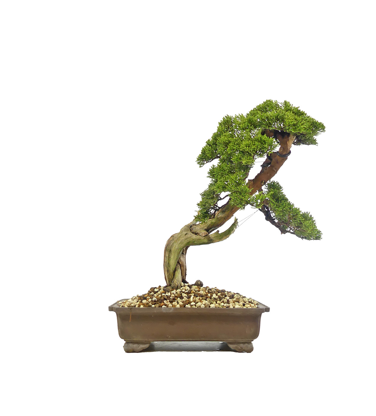bonsai.fallbackImageTitle bonsai.fallbackImageTitle