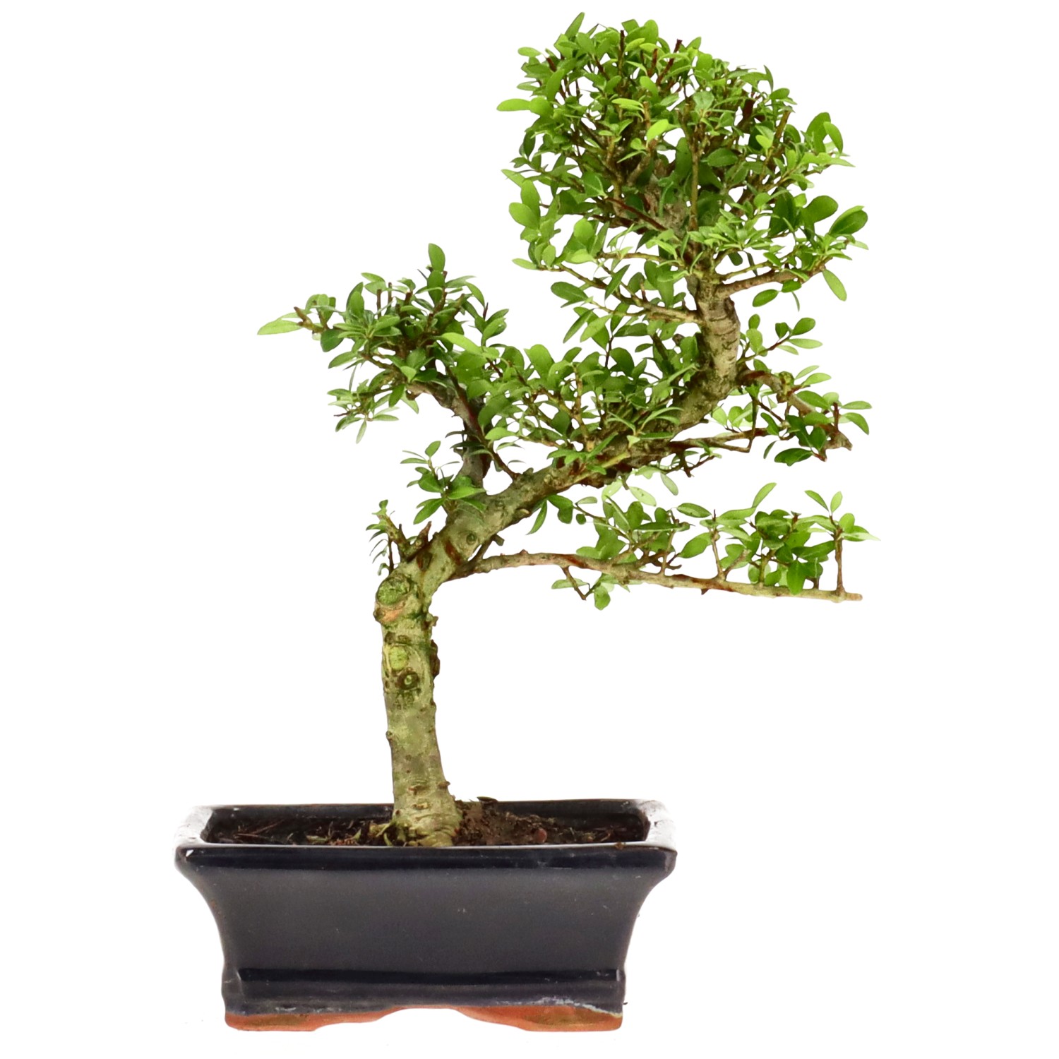 Agrifoglio giapponese, ca. 7 anni (25 cm)