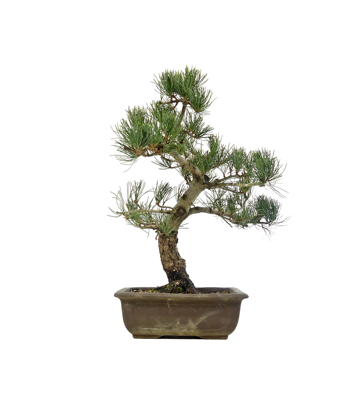 bonsai.fallbackImageTitle bonsai.fallbackImageTitle