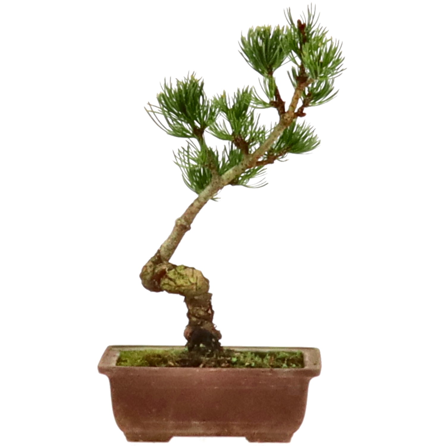 Mädchenkiefer, ca. 9 J. (25 cm)