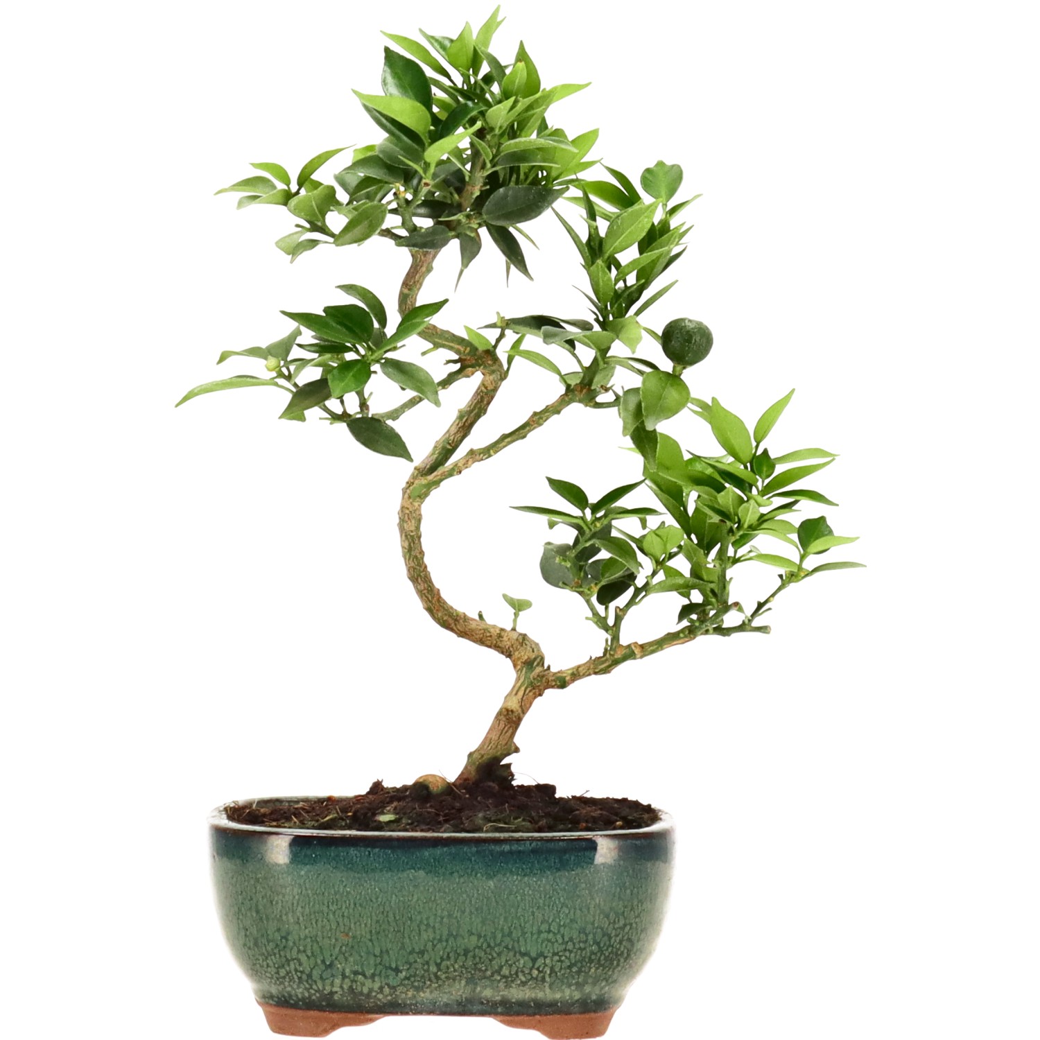 Chinotto, ca. 8 anni (27 cm)
