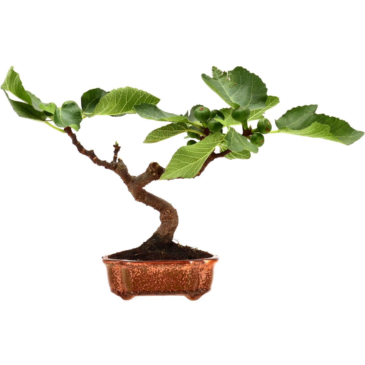 Fruchtfeige, ca. 8 J. (21 cm)