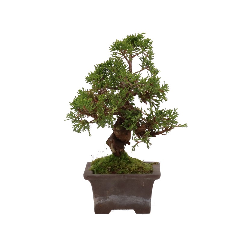 bonsai.fallbackImageTitle bonsai.fallbackImageTitle