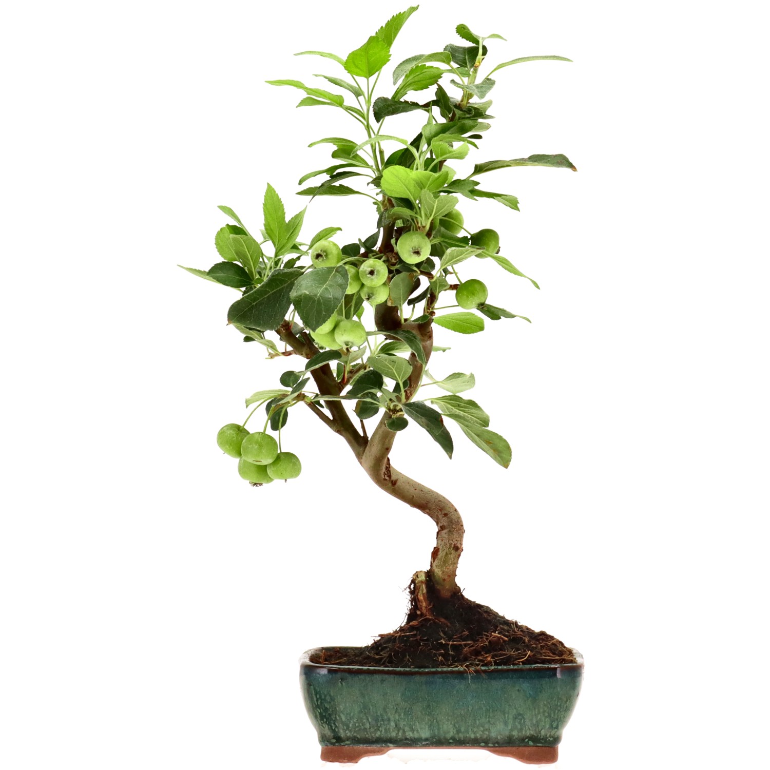 Zierapfel, ca. 8 J. (34 cm)