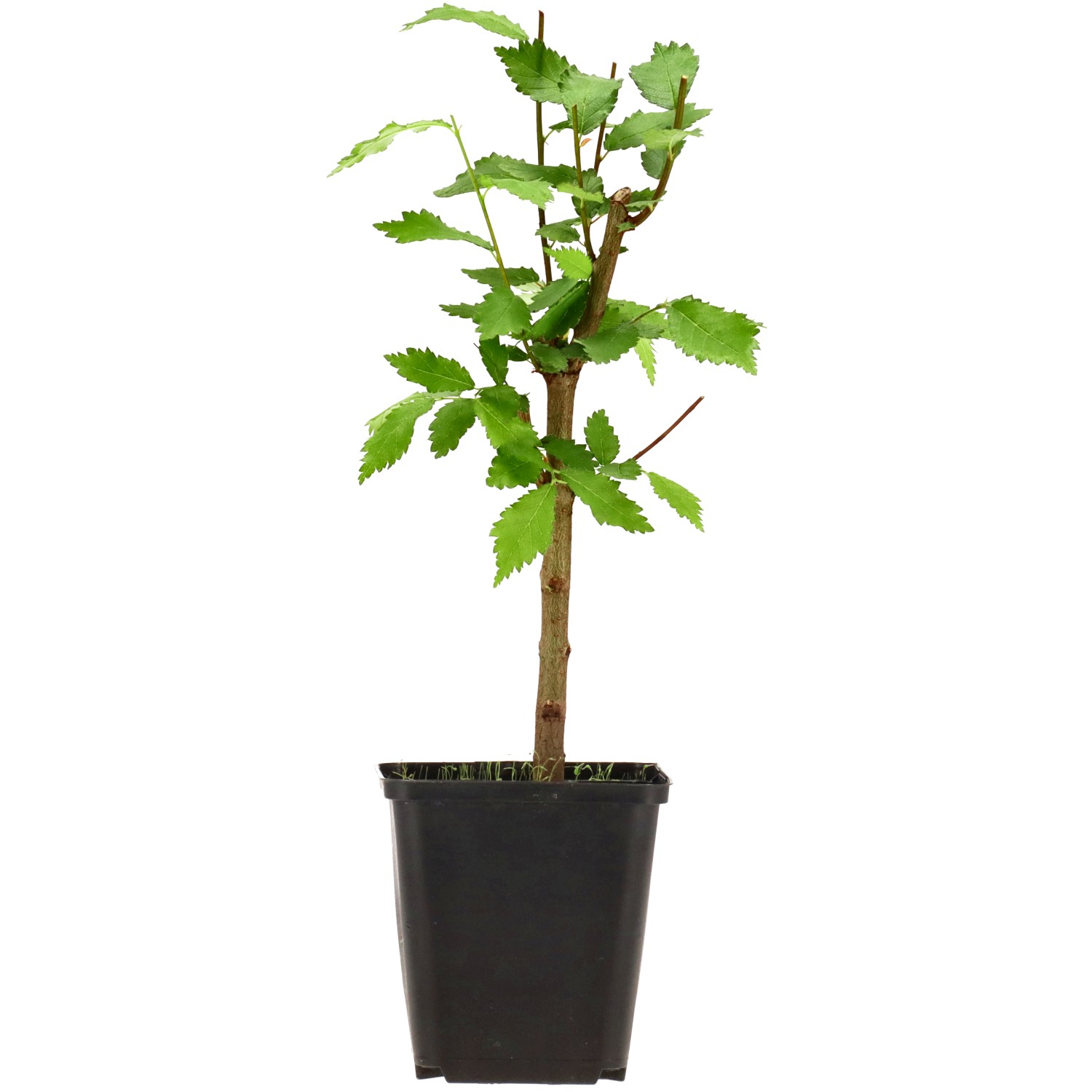Ulmus minor, env. 3 ans (20-30 cm)