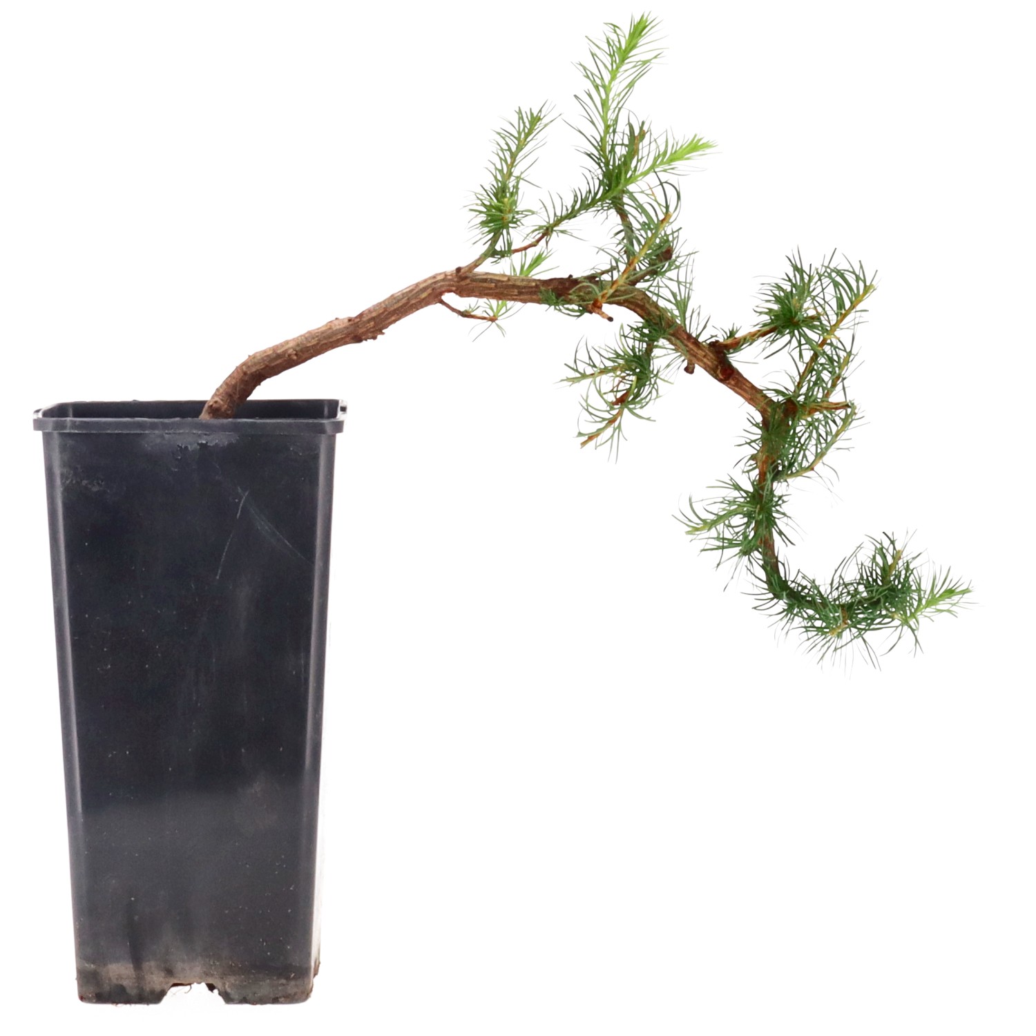 Mélèze du Japon, env. 8 ans (23 cm)
