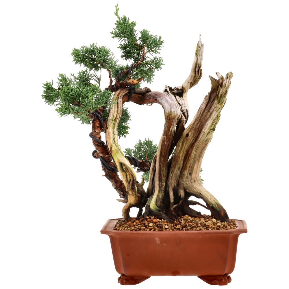 Genévrier de Chine, env. 25 ans (31 cm)