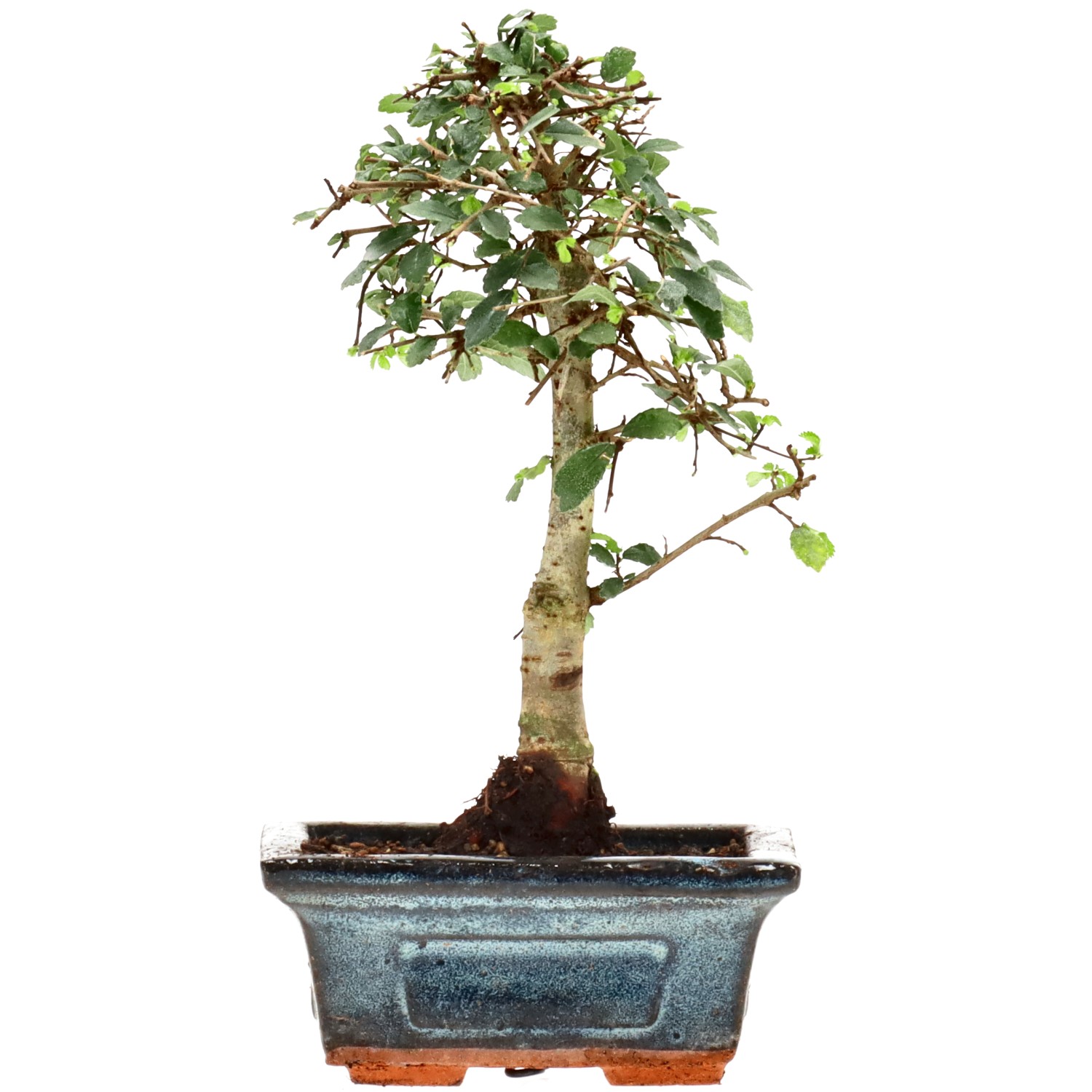 Chin. Ulme, ca. 6 J. (18 cm)