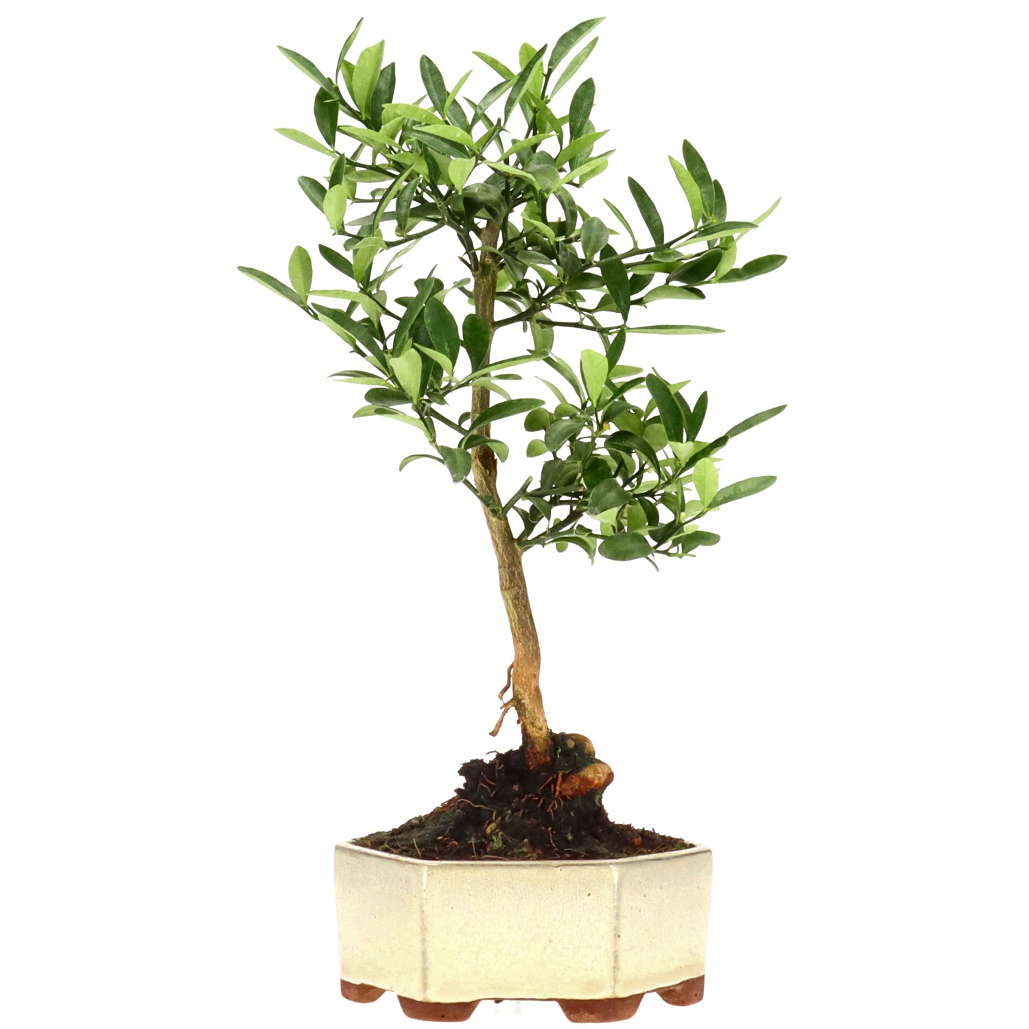 Chinotto, ca. 7 anni (30 cm)