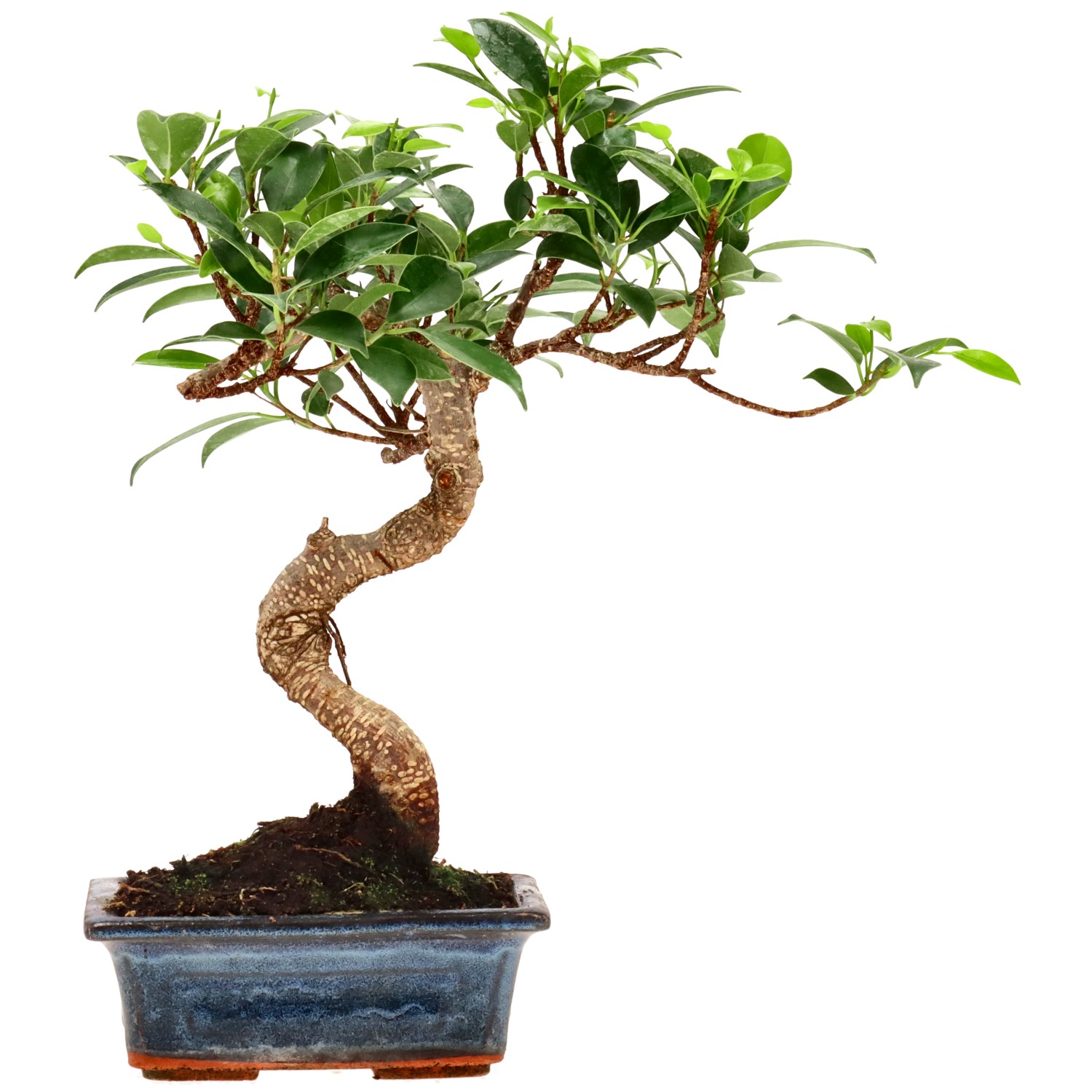 Ficus Retusa, ca. 8 anni (28 cm)