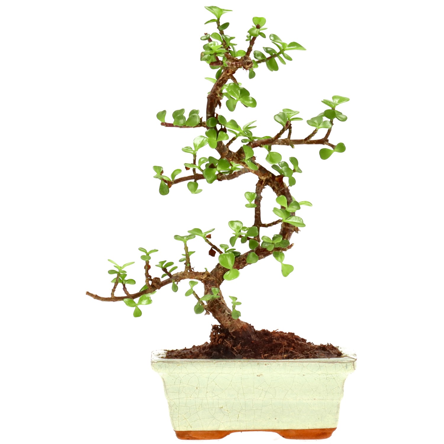 Jadebaum, ca. 7 J. (27 cm)