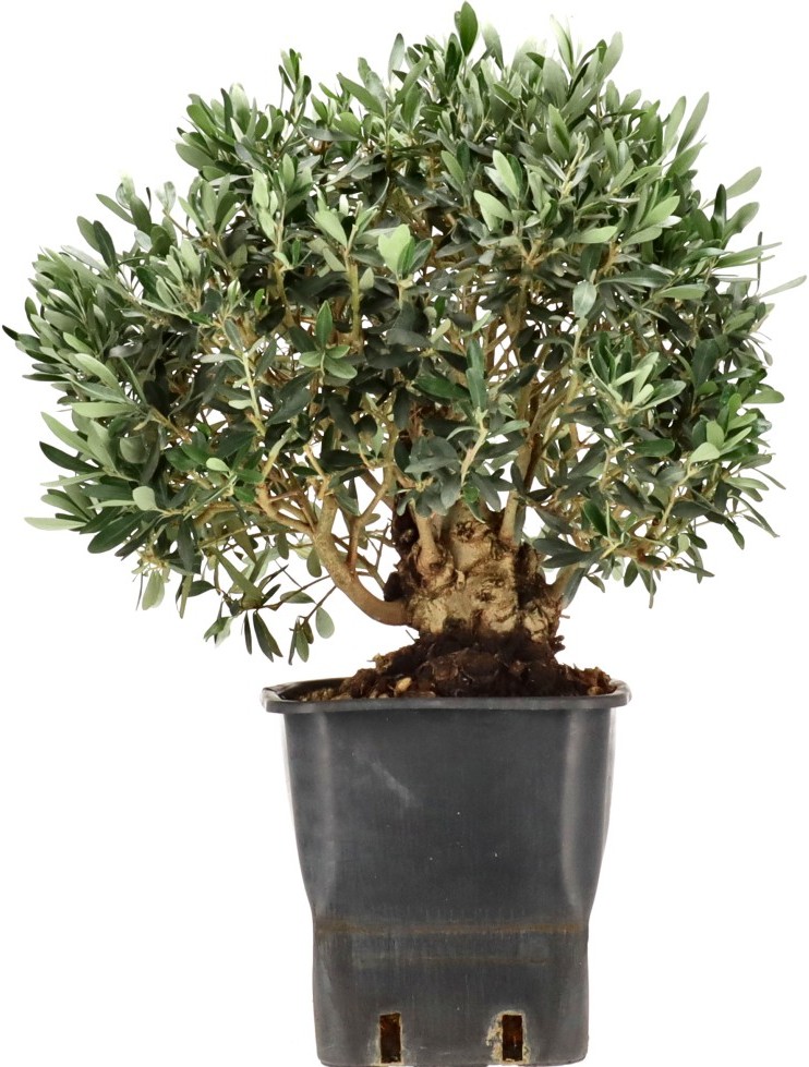 [R008] Olive, ca. 18 Jahre