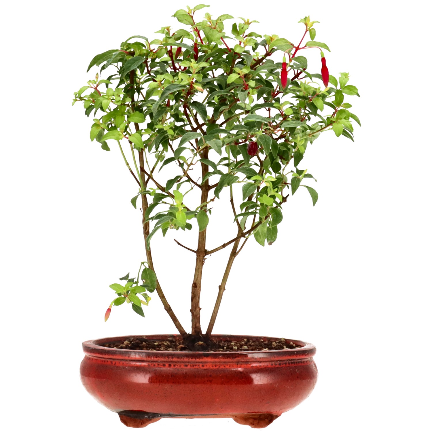 Fuchsie 'Benii', ca. 4 J. (28 cm)