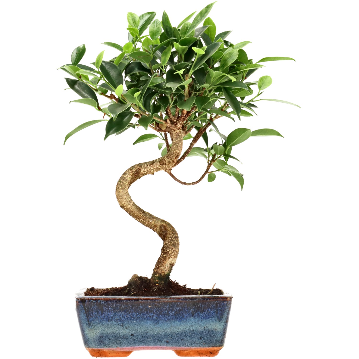 Indian Laurel, approx. 7 y. (27 cm)