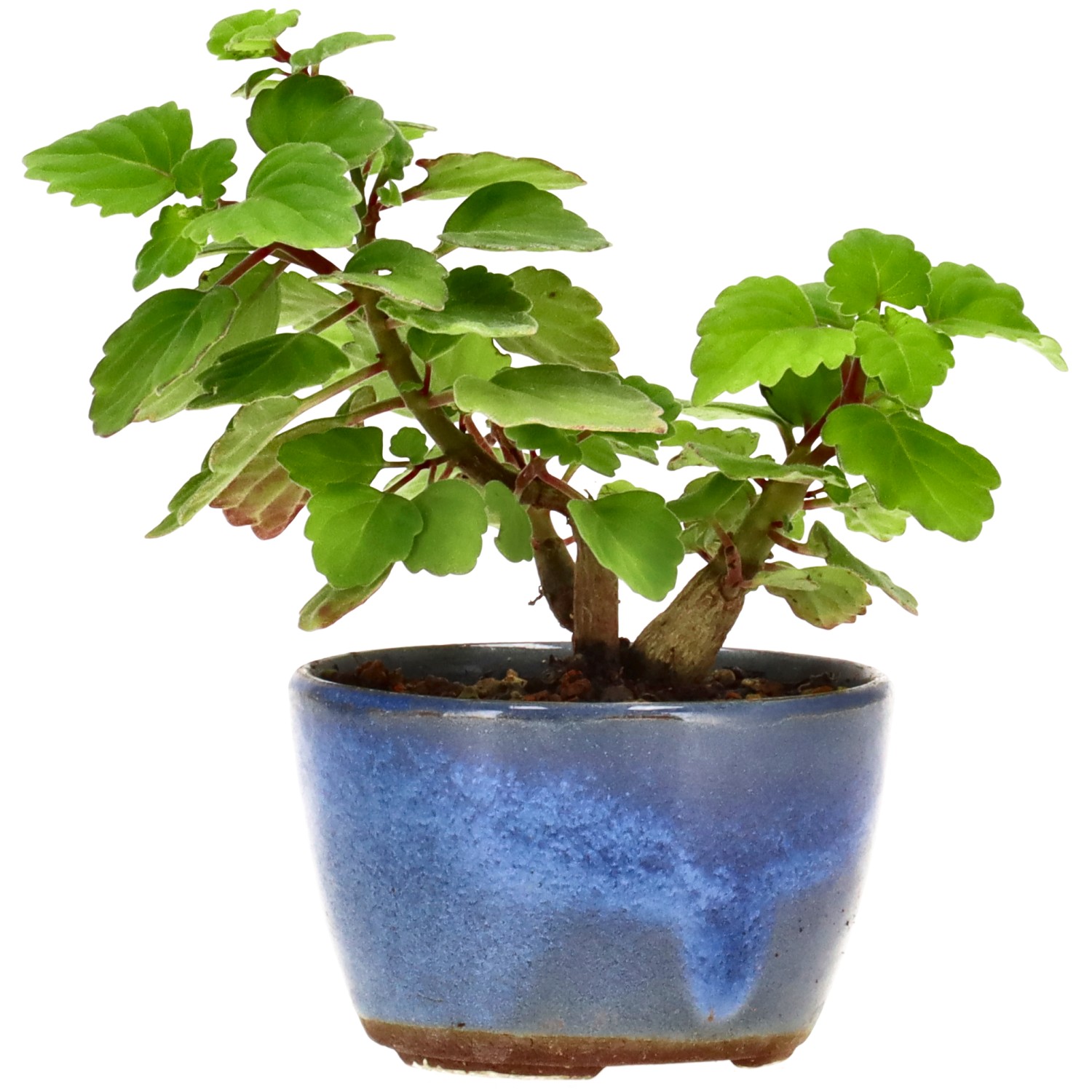 Plectranthus, aprox. 1 años (7 cm)