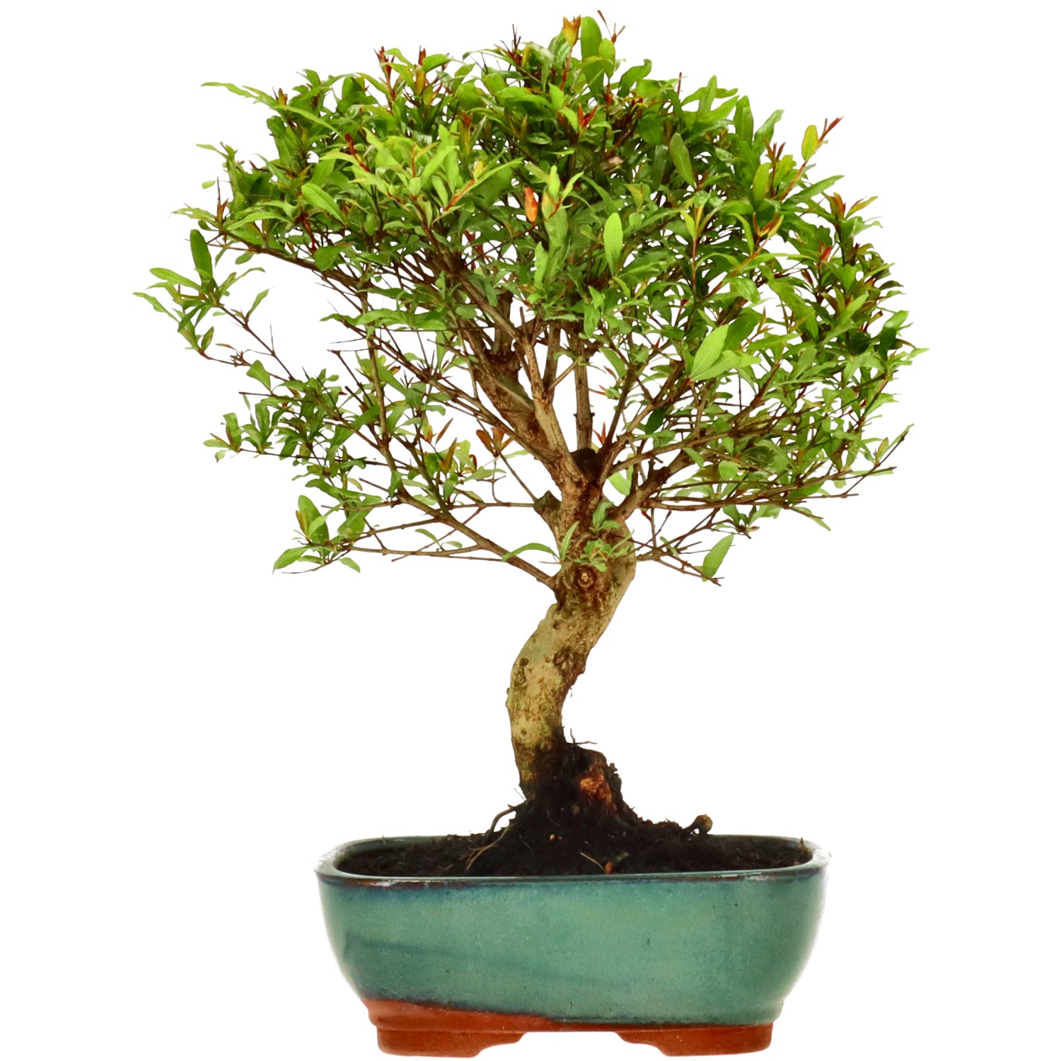 Granatapfel, ca. 9 J. (28 cm)