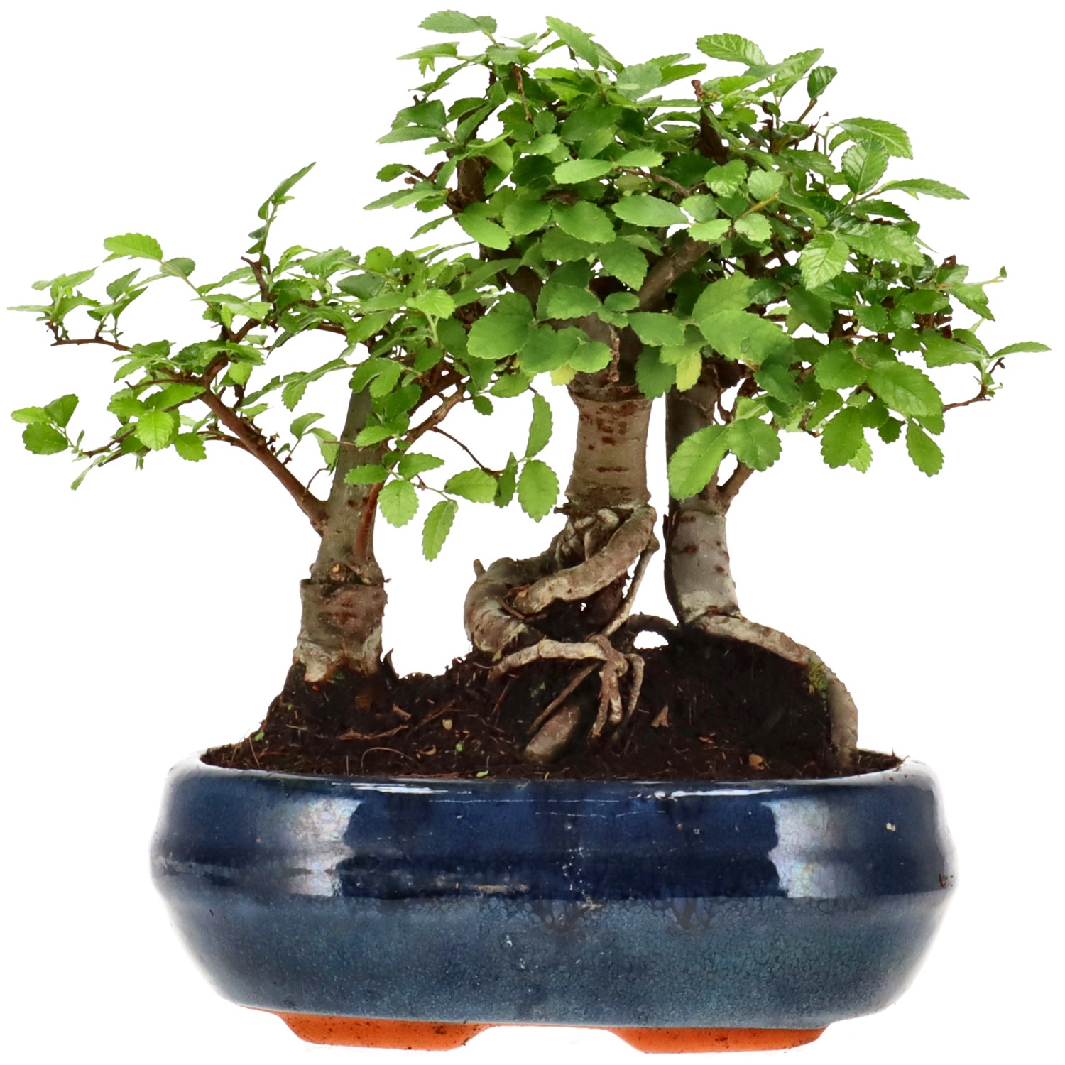 Chin. Ulme, ca. 10 J. (18 cm)