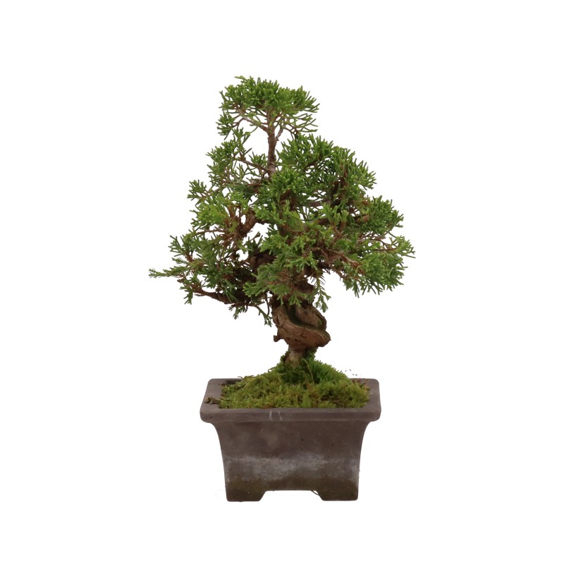 bonsai.fallbackImageTitle bonsai.fallbackImageTitle