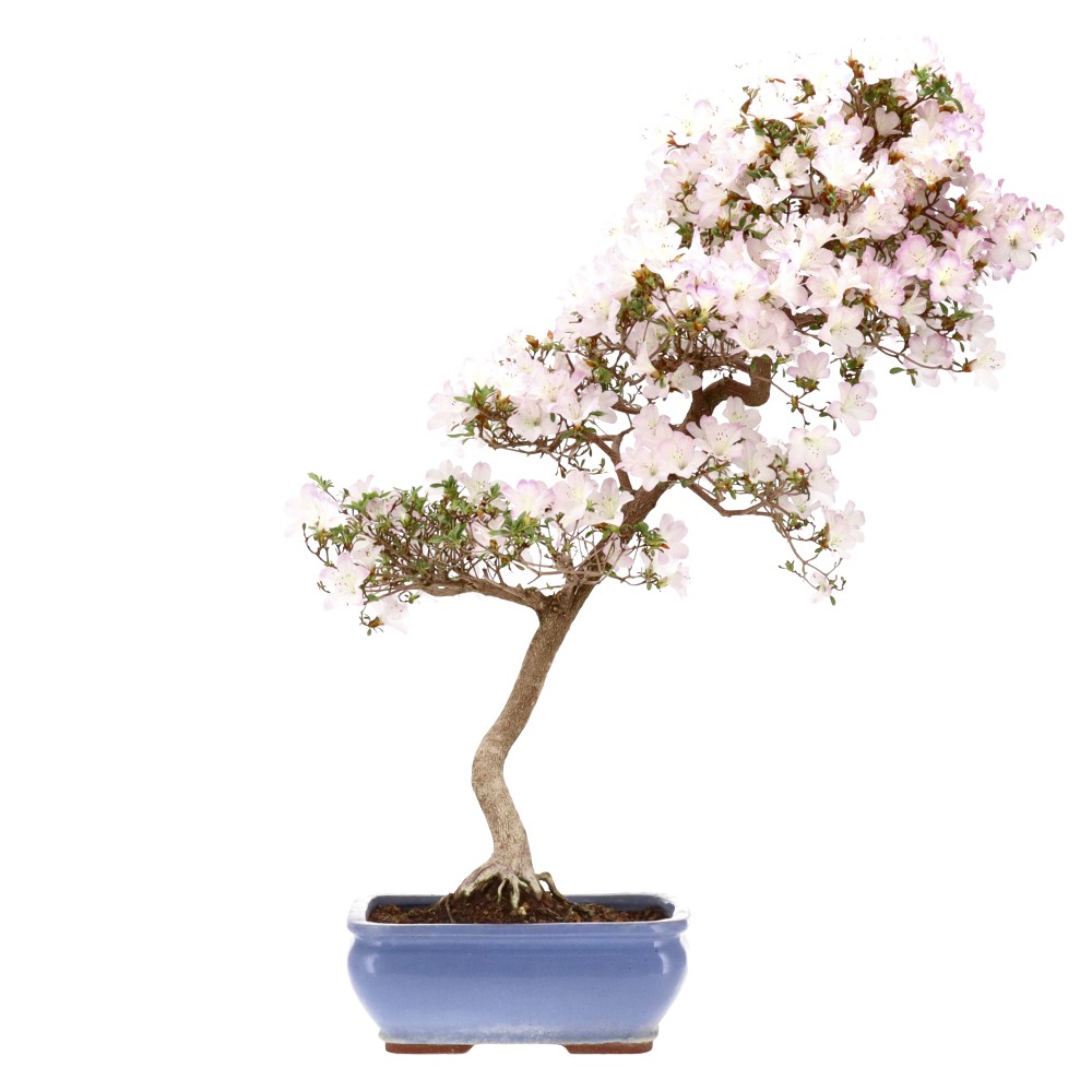 Azalea japónica, aprox. 15 años (65 cm)
