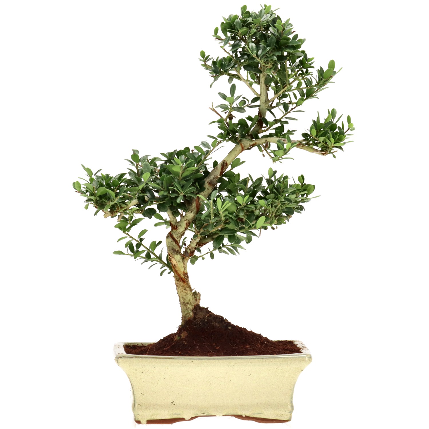Japanse hulst, ca. 9 j. (33 cm)