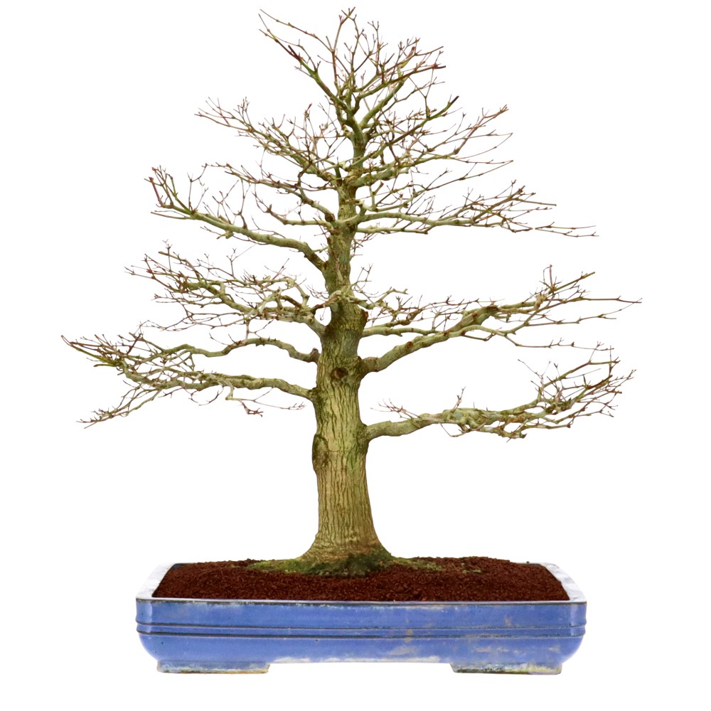 Bergfächerahorn (Yamamomiji), ca. 40 J. (70 cm) Bergfächerahorn (Yamamomiji), ca. 40 J. (70 cm)