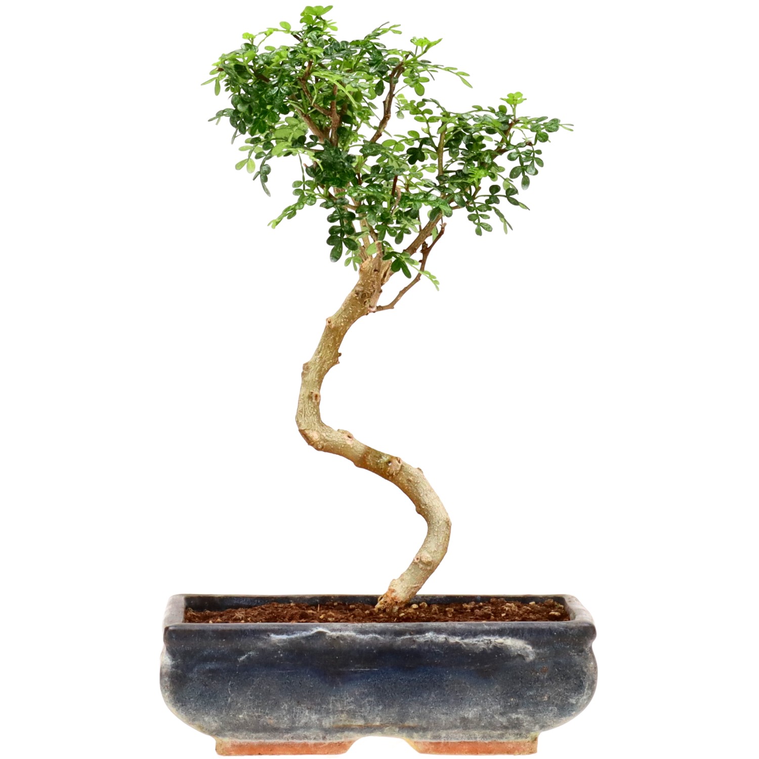 Pepe di Sichuan, ca. 10 anni (32 cm)