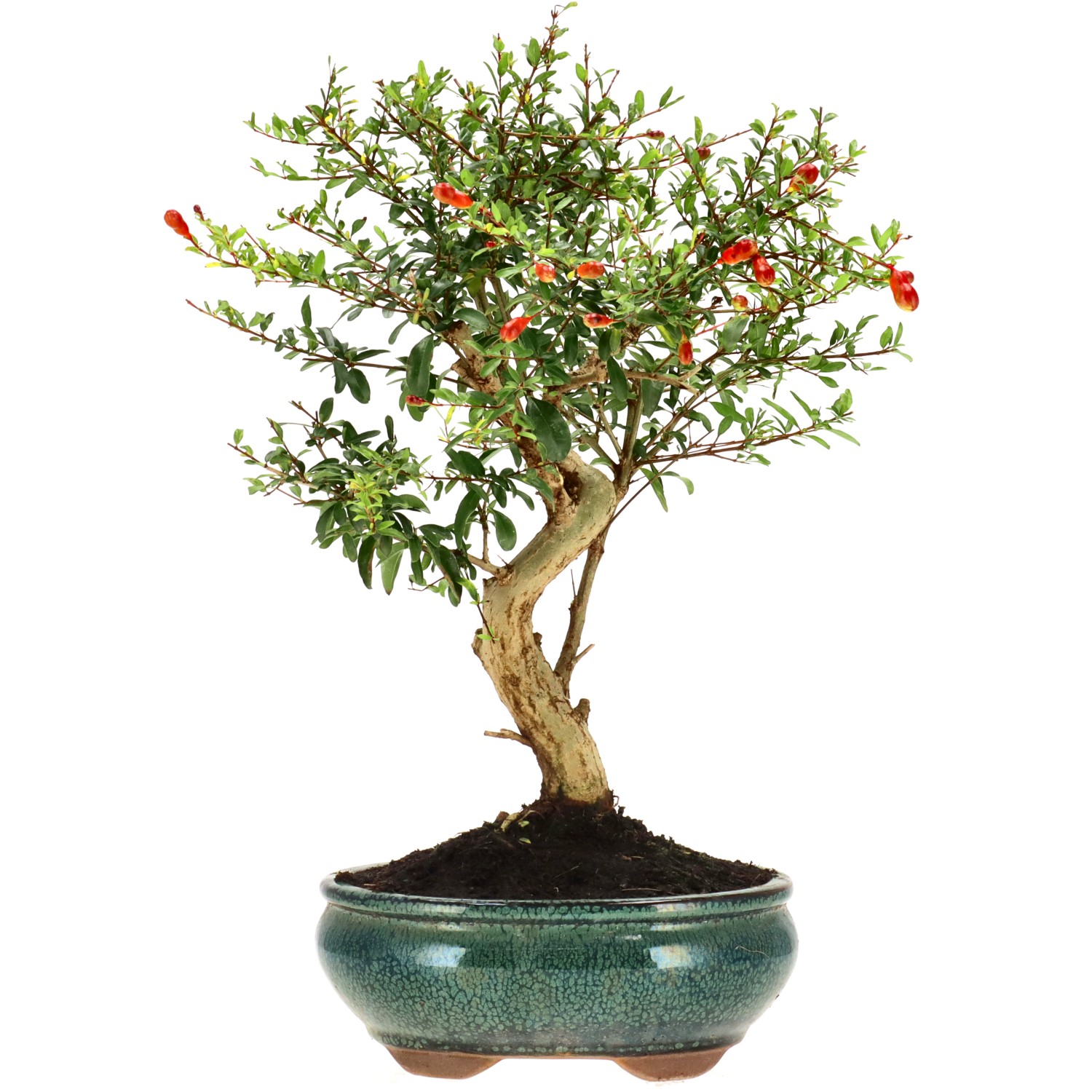 Pomegranate, approx. 10 y. (31 cm)